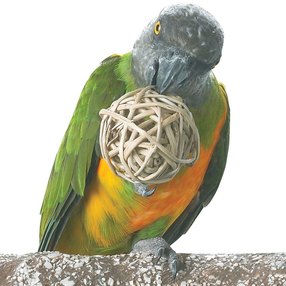 Parrot Essentials – Online Pet Store